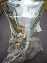 Peter roses_02.jpg